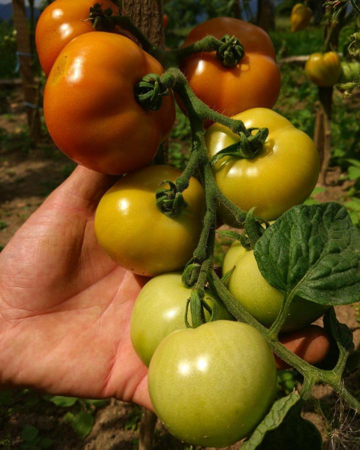 체르크니차 Tourist Farm Strle With Great Local Food 빌라 외부 사진